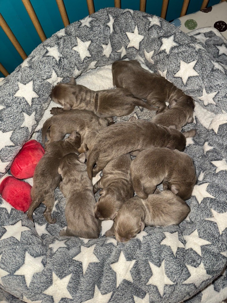 Naissance de nos Labradors Silver !